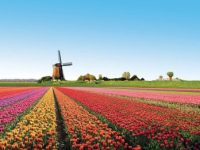 Carburants_tulipes_hollande.jpg