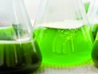 algues-biocarburant.jpg
